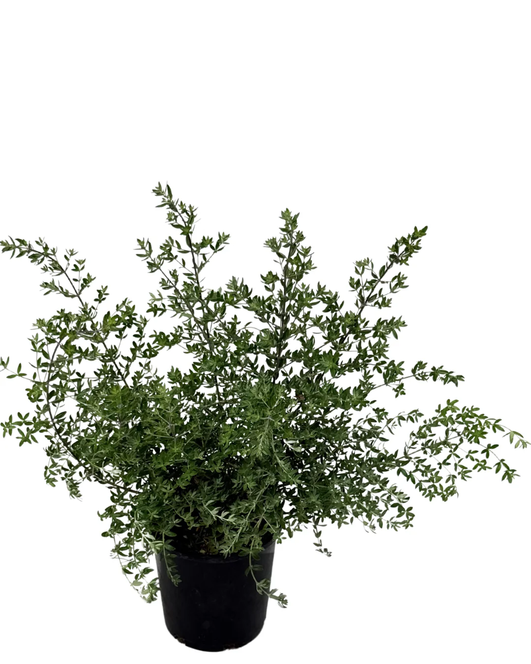 Westringia Naringa - Image 2
