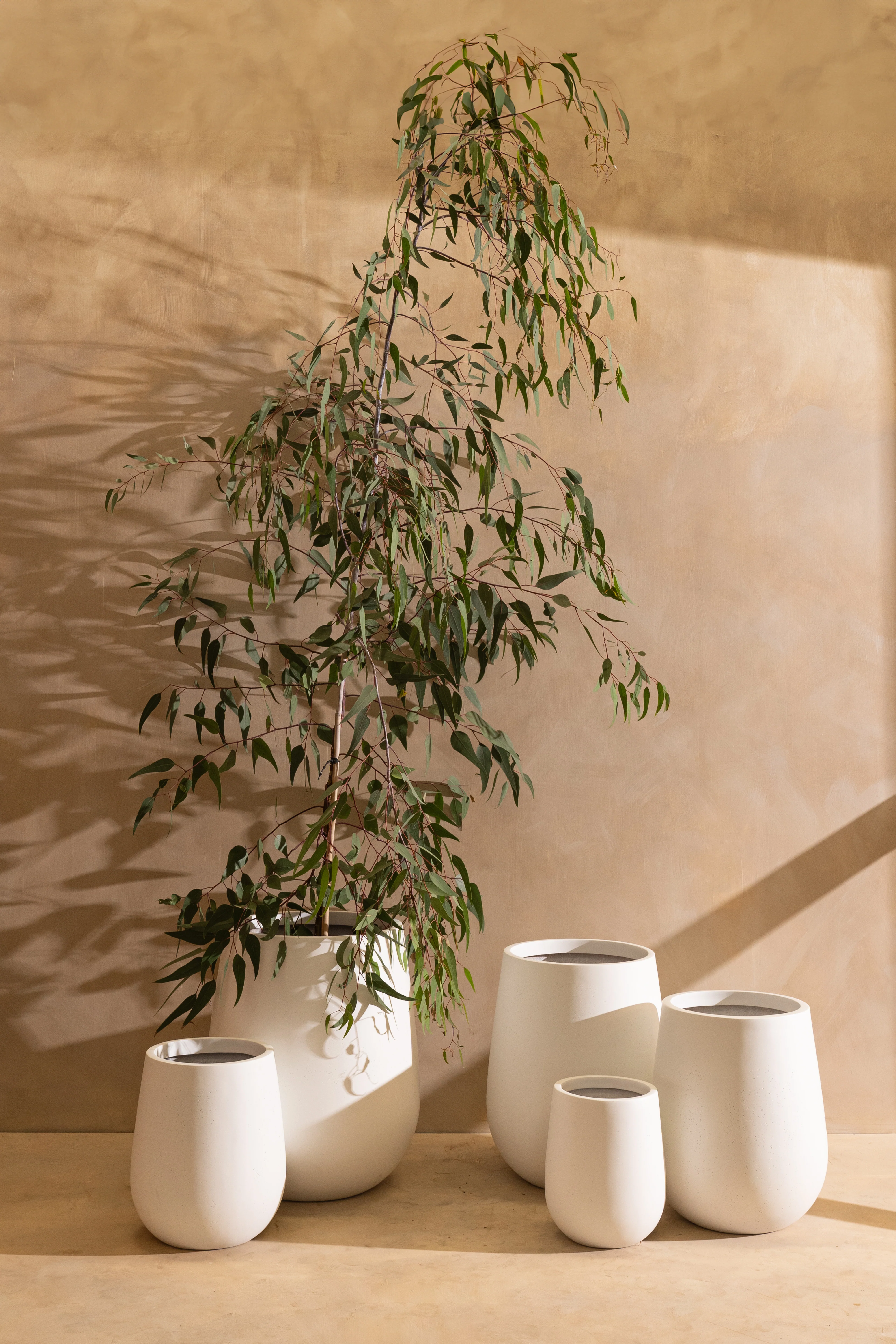 Westringia Pot - Image 2
