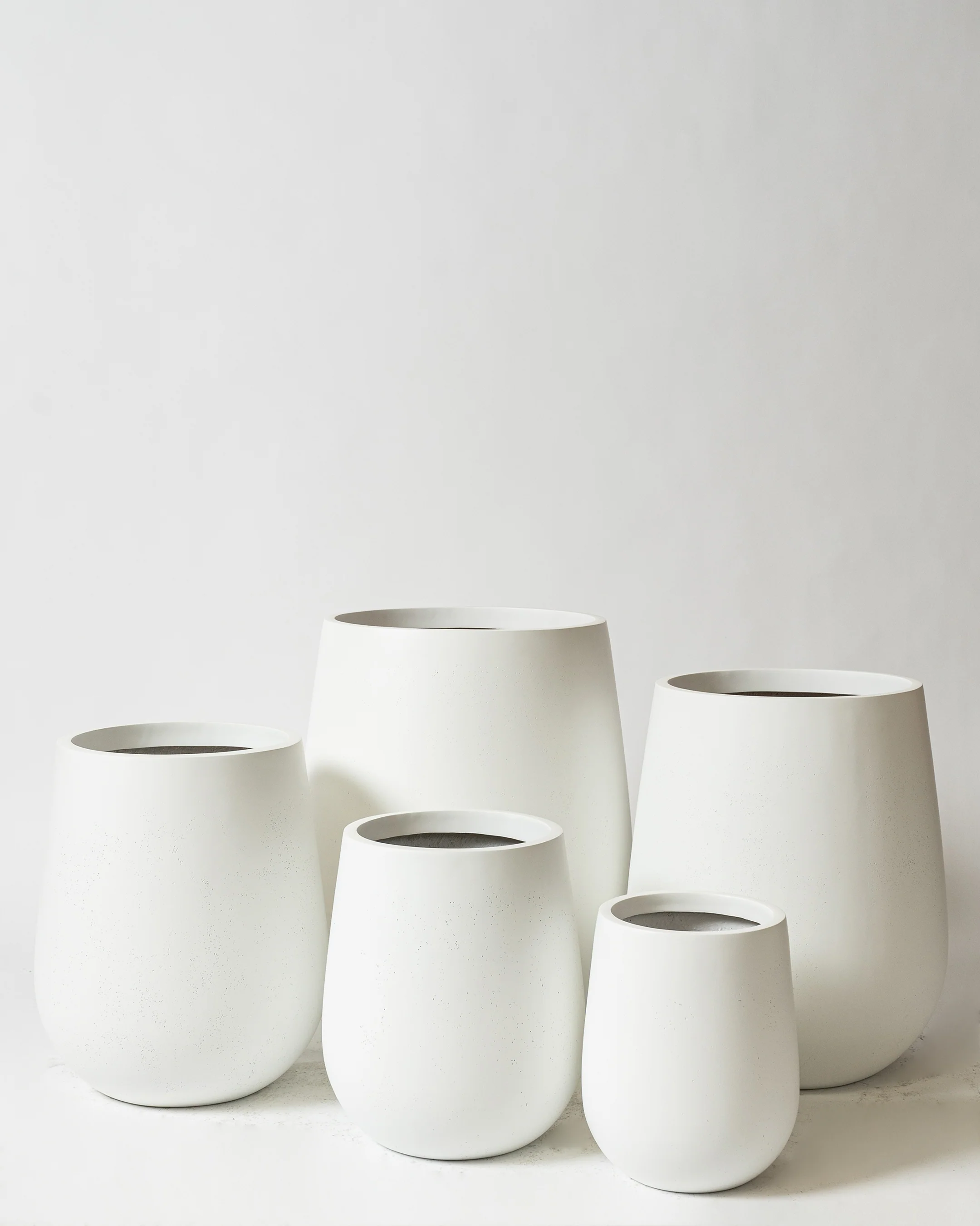 Westringia Pot - Image 3