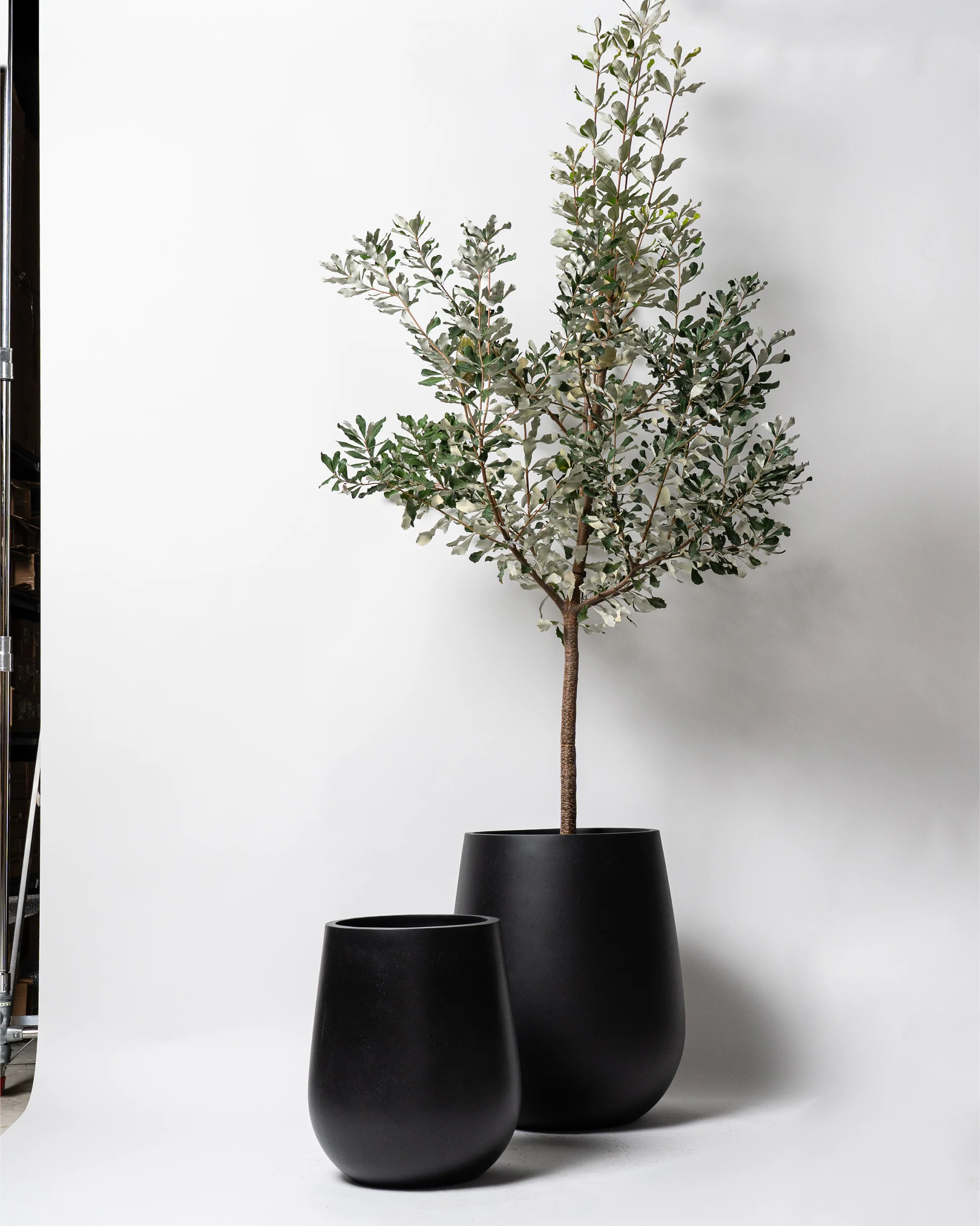 Westringia Pot - Image 9
