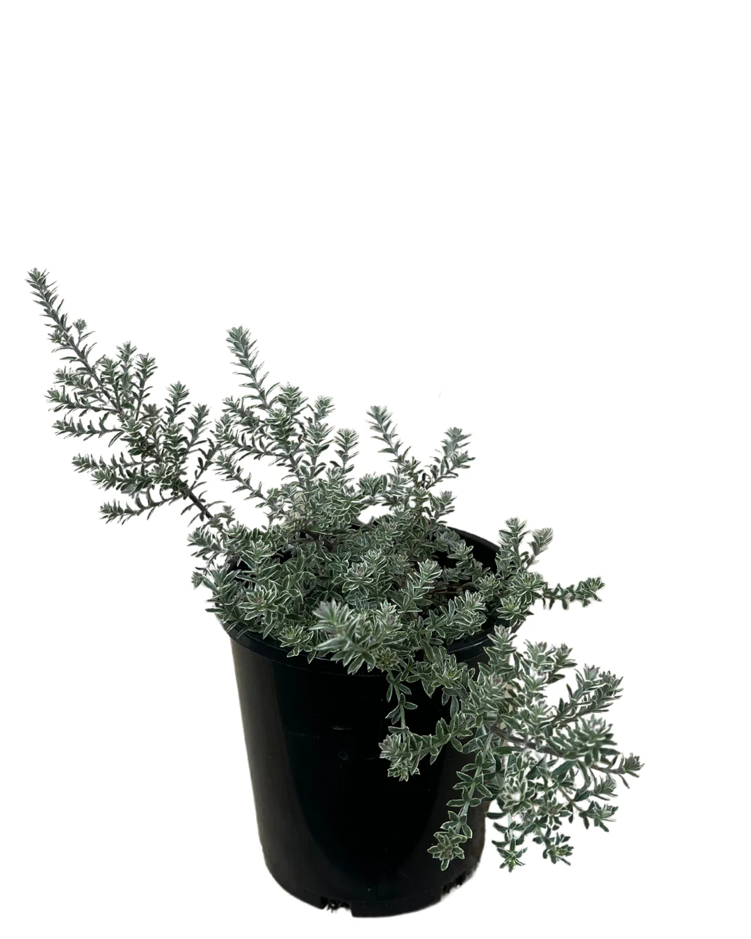 Westringia Smokey - Image 2