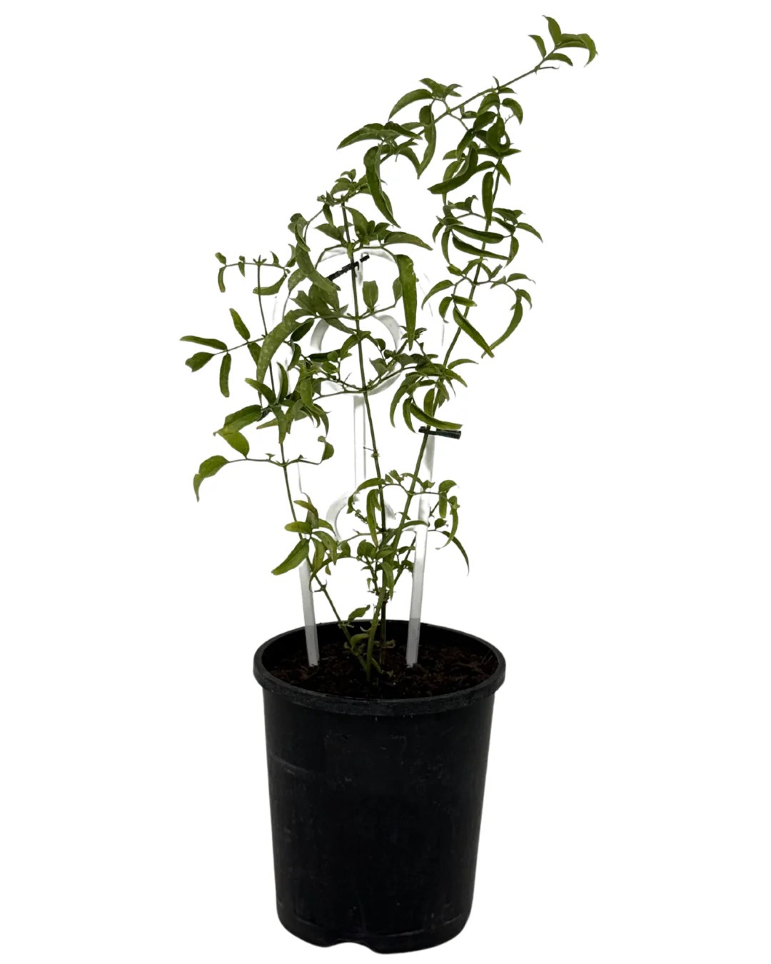 Jasminum Polyanthum