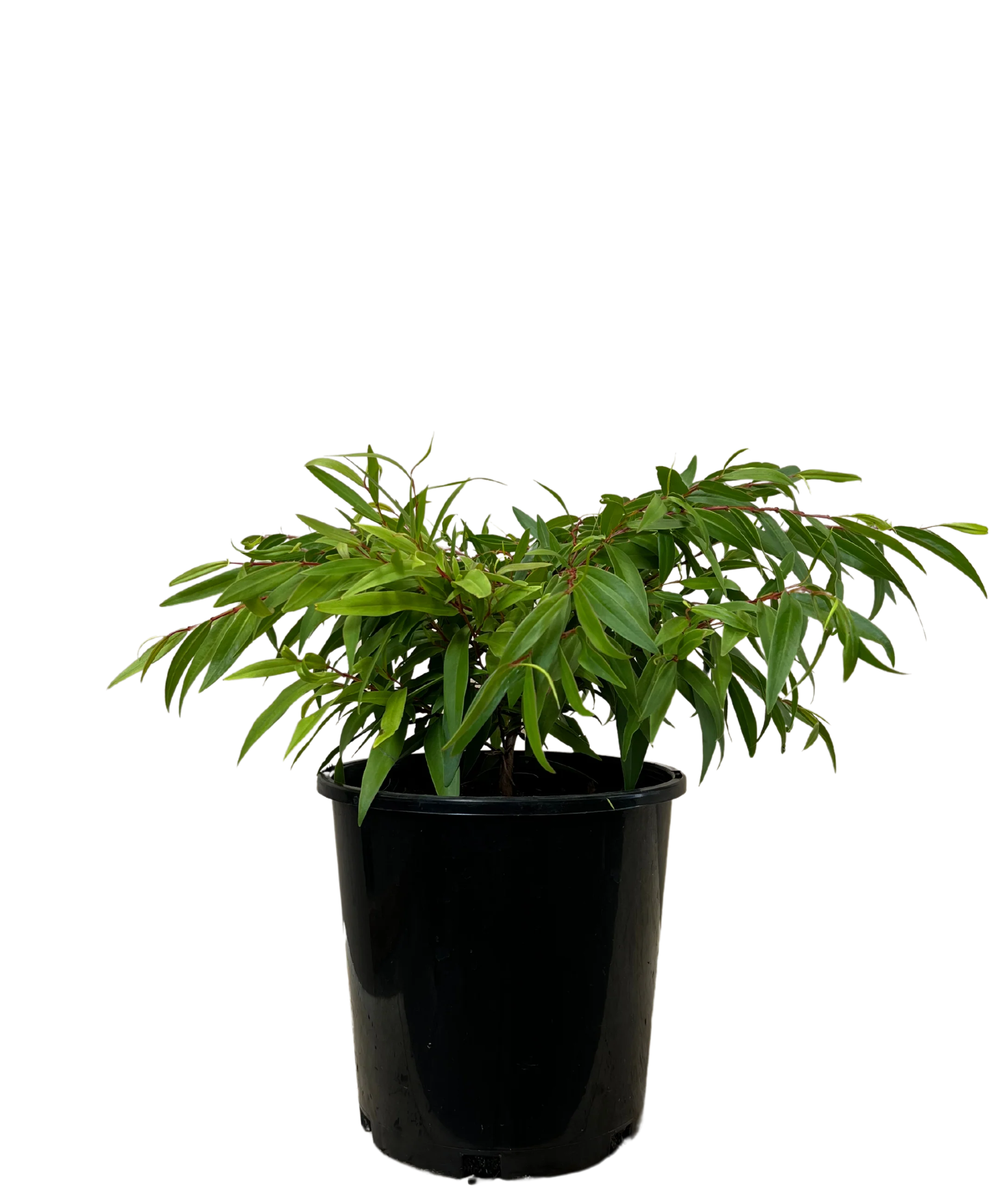 Agonis Flexuosa Nana