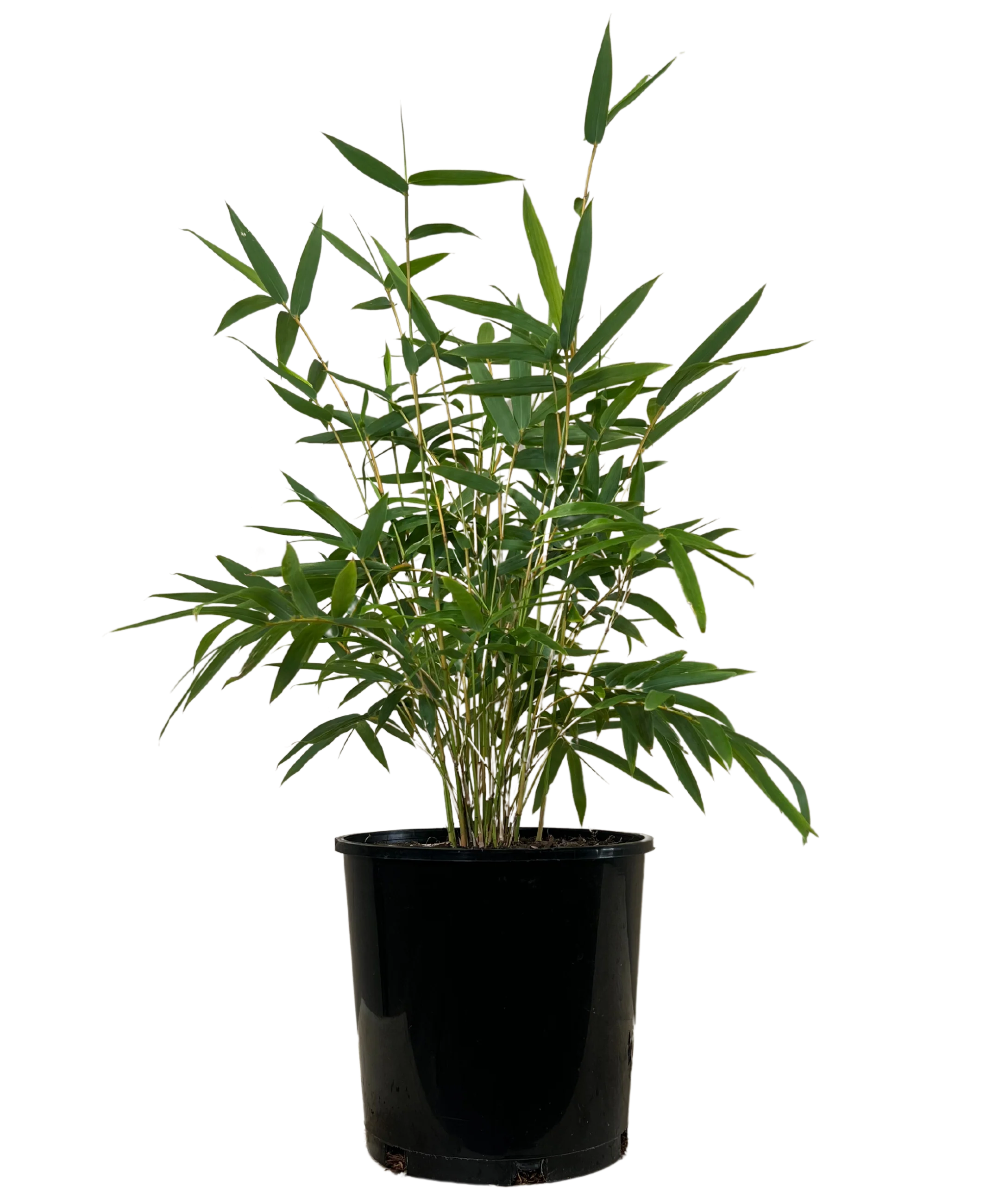 Willowy Bamboo - Bambusa Multiplex Willowy