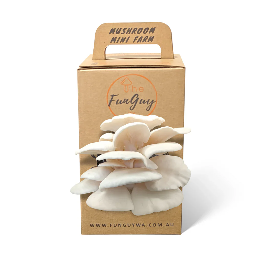 Winter White Oyster Mushroom Grow Kit - Image 2