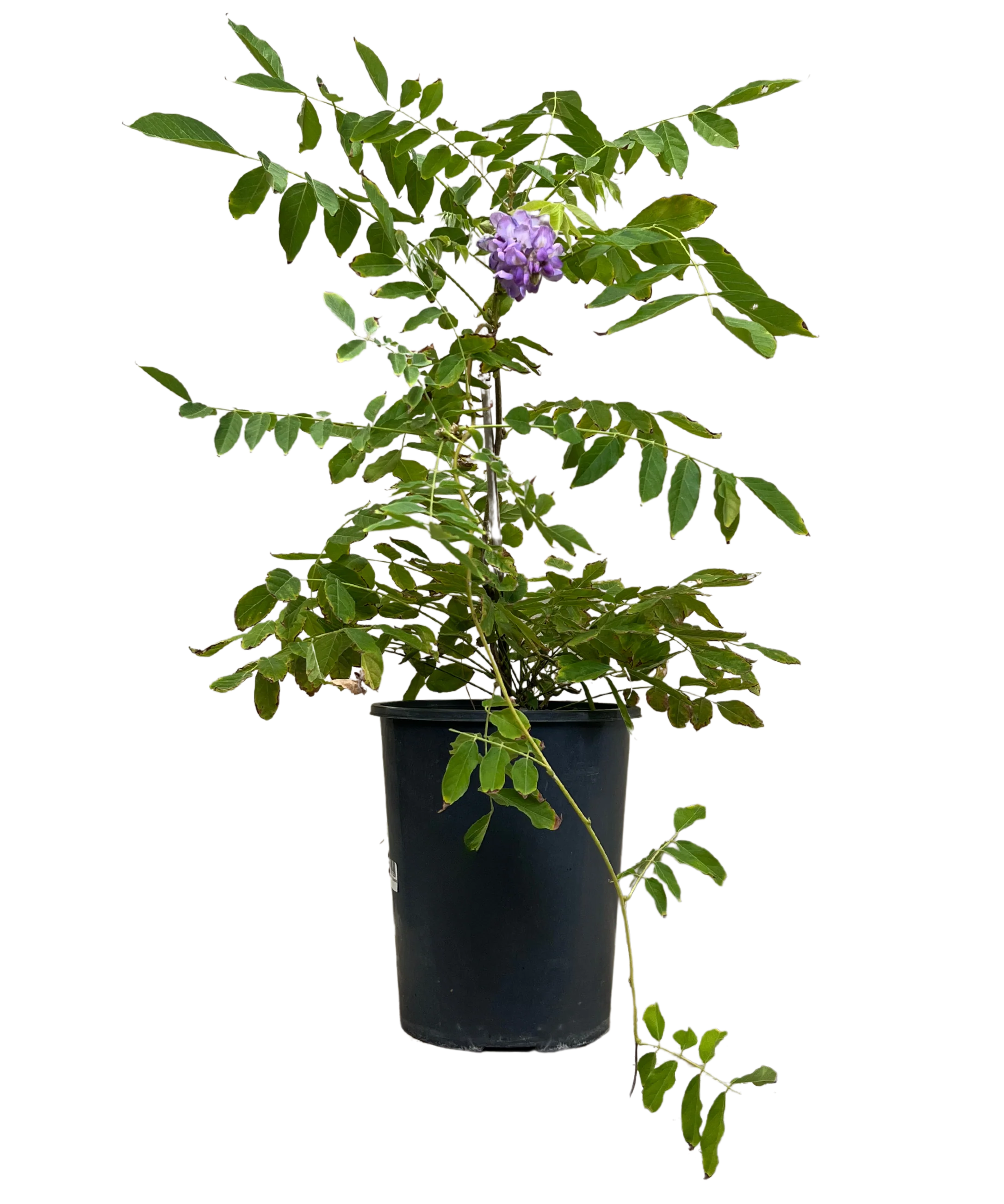 Wisteria Sinensis
