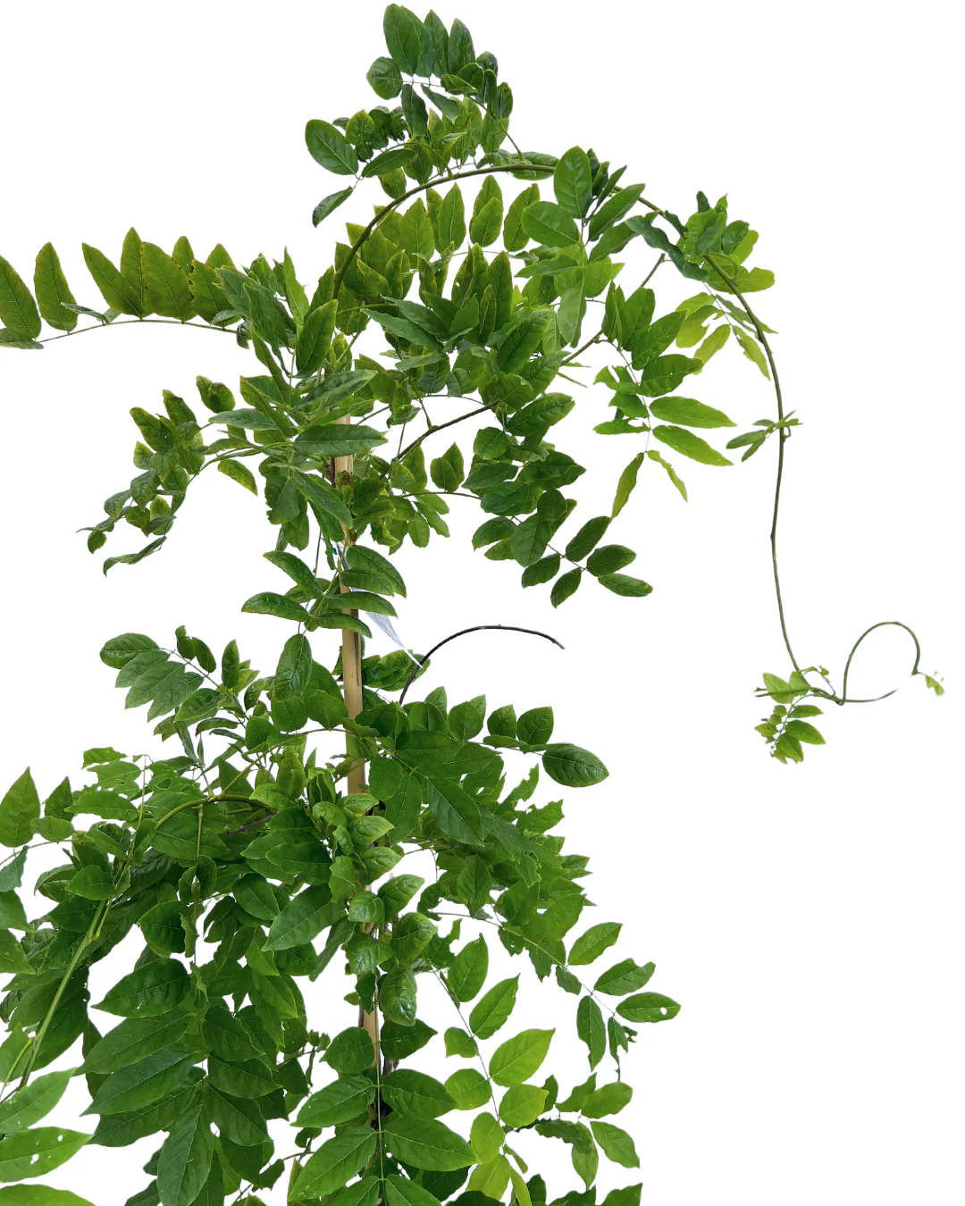 Wisteria Sinensis - Image 2