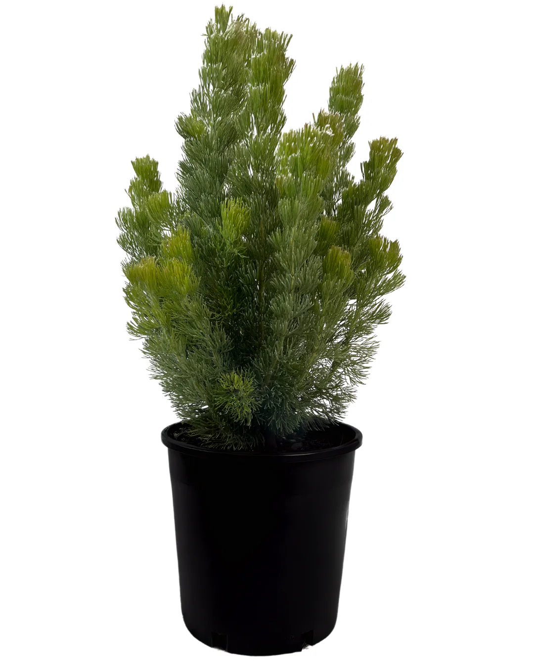 Adenanthos Sericeus Pencil Perfect