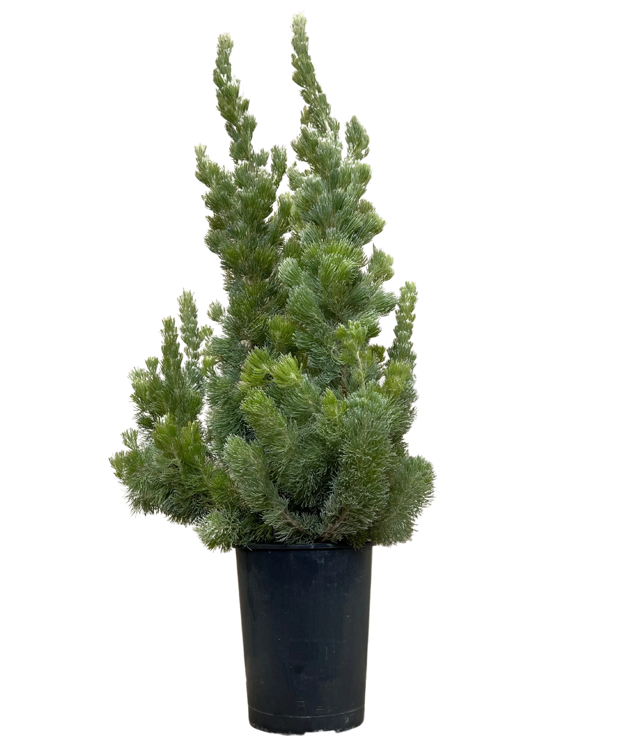 Adenanthos Sericea Select