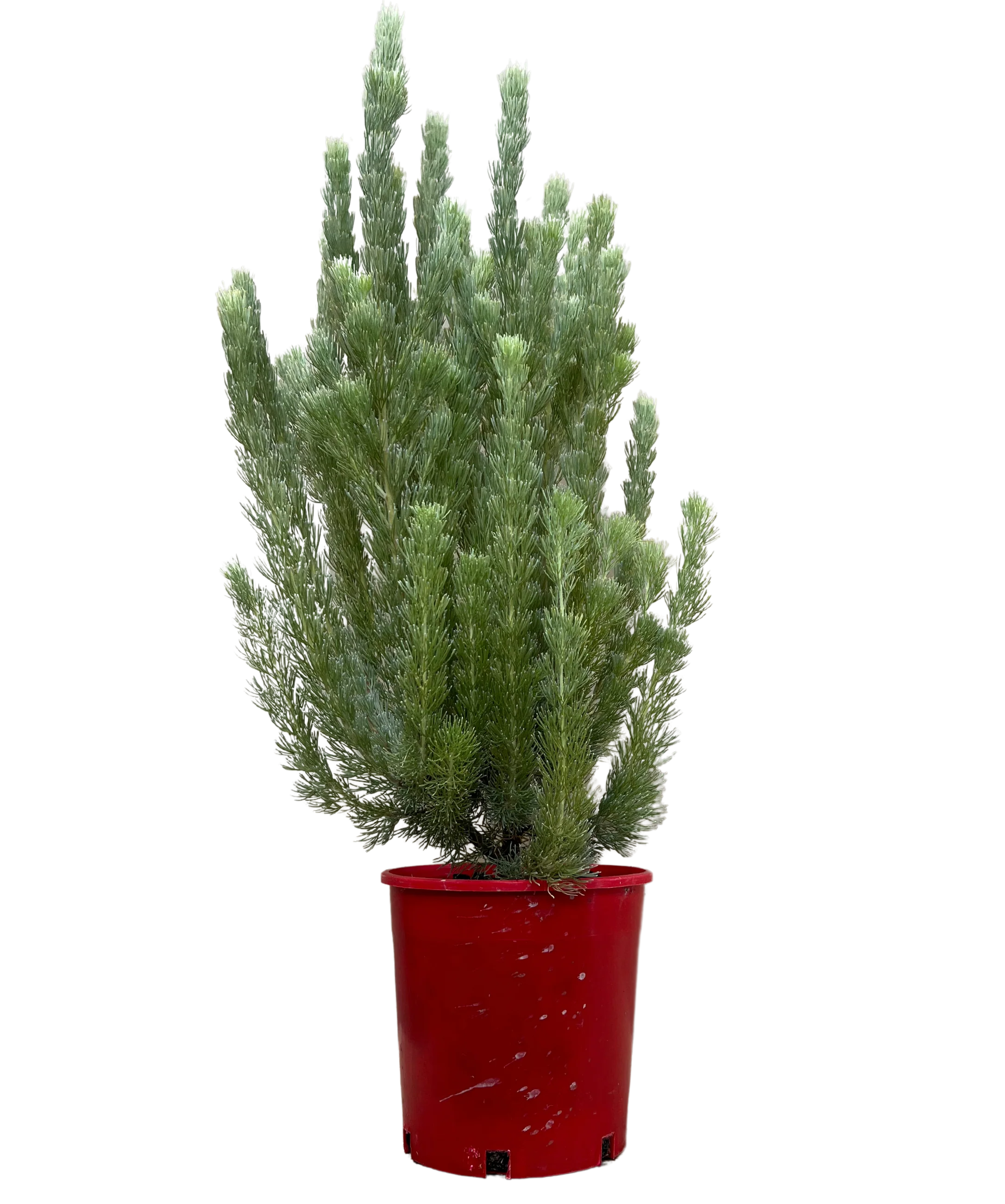 Adenanthos Sericeus Silver Silk