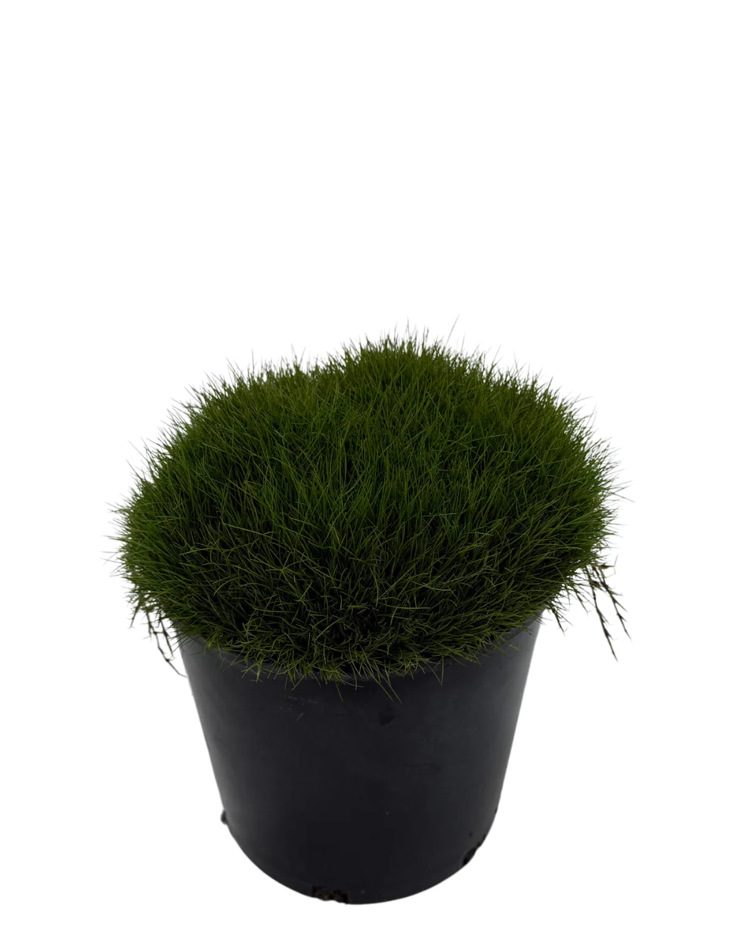 Zoysia Tenuifolia - Image 2