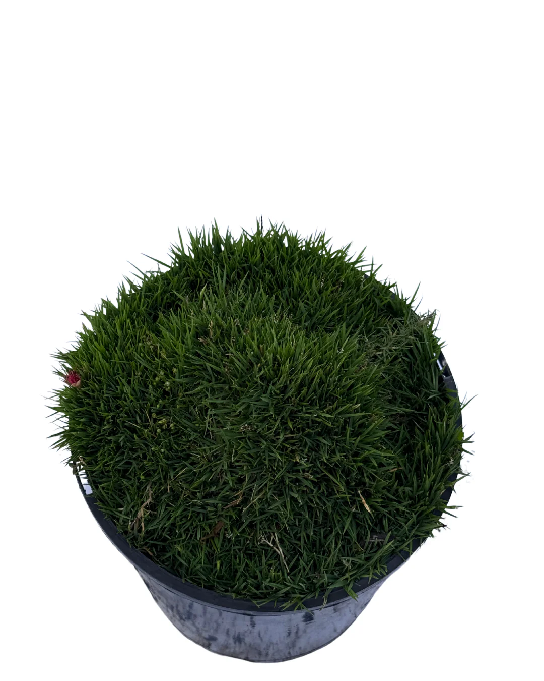 Zoysia Zen - Image 2