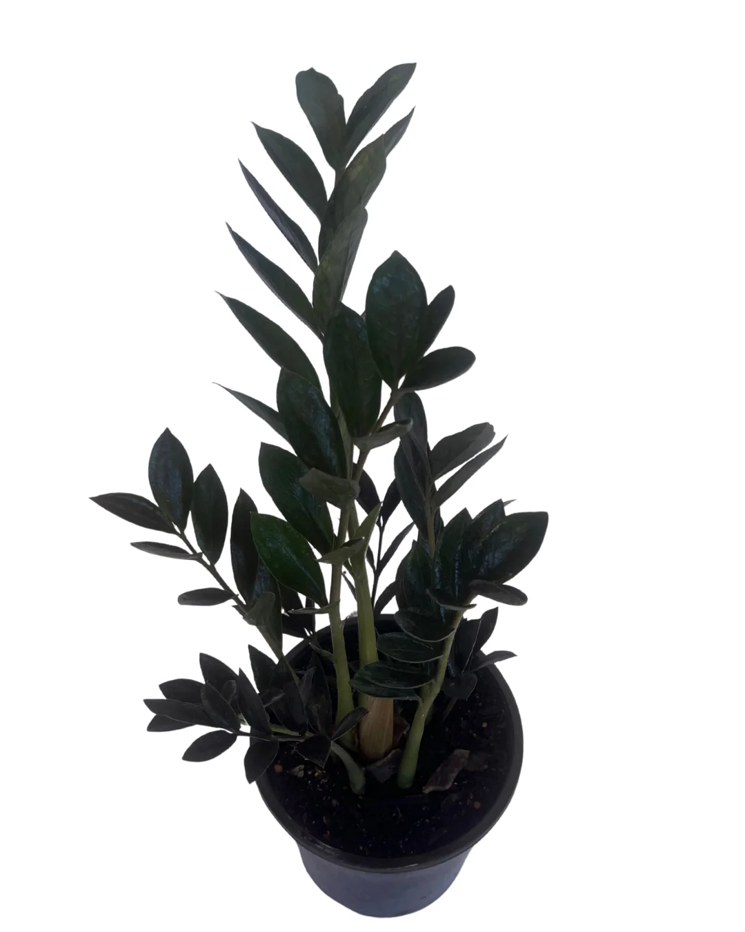 ZZ Plant - Zamioculcas Dark Zamicro - Image 2