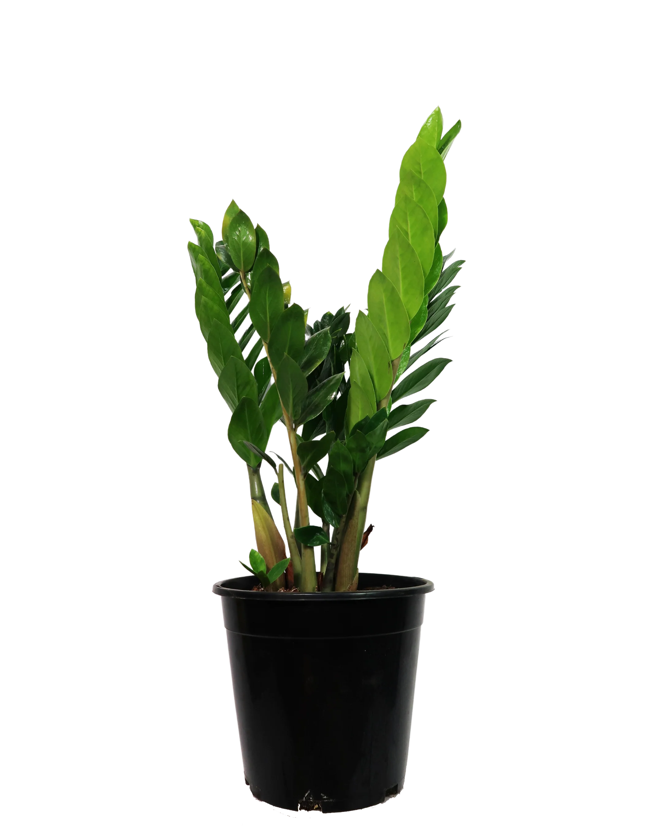 ZZ Plant - Zamioculcas Zamiifolia